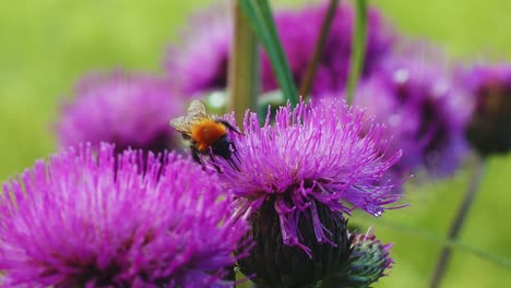Close-up-view-sunny-day-of-Honey-bee-pollinating-a-purple-thistle-flower