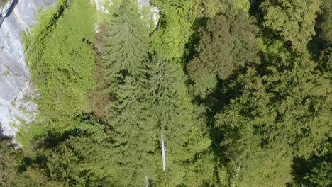 Aerial-top-view-of-summer-green-trees-in-a-forest-in-Slovenia