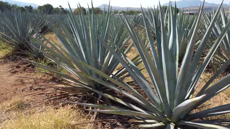 Different-Blue-Agave-Plants-in-Farm-Field