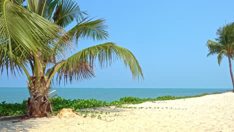 Colorful-Tropical-Beachfront,-White-Sand,-Palm-Trees-and-Blue-Sea-Horizon,-Full-Frame-Static-Shot