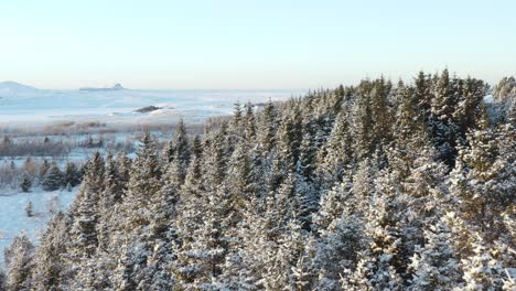 Paisaje-Invernal-Con-Pinos-Cubiertos-De-Nieve-En-El-Tranquilo-Bosque-De-Islandia,-Antena