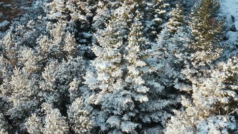 Close-up-of-pine-trees-covered-in-white-snow-in-Iceland,-aerial