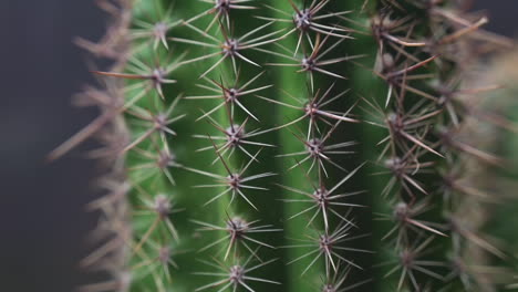 Extreme-close-up-jib-shot-of-a-healthy-echinopsis-succulent-cactus
