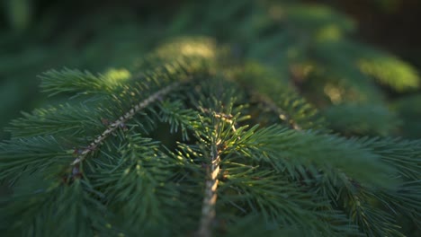 Closeup-Of-Beautiful-Conifer-Tree-In-Northern-Boreal-Forest,-Backlit-By-Setting-Sun