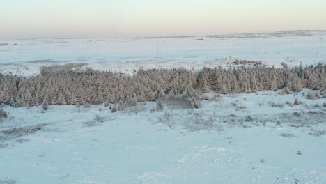 Winter-landscape-with-white-snow-and-line-of-Christmas-trees-in-wild-Iceland
