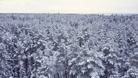 Saisonale-Pinienwälder,-Bedeckt-Mit-Schnee-Und-Frost,-Luftaufnahme,-Bewölkter-Tag