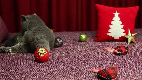 Gray-fluffy-British-shorthair-cat-is-playing-with-new-year-concept-decoraiton-on-damson-bedcover