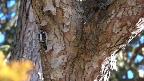 A-female-downy-woodpecker-pries-and-pecks-at-tree-bark-in-search-of-food