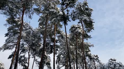 Pine-trees-covered-with-snow,-sunny-winter-day