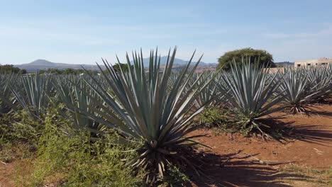 Hot-Day-in-Tequila,-Mexico