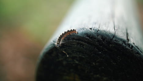 Brown-Tail-Moth-Caterpillar-Crawls-Into-Old-Wooden-Pillar