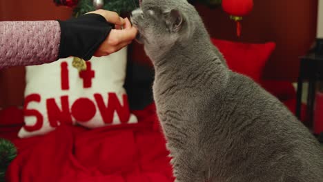 Woman-is-feeding-a-fluffy-british-shorthair-cat-in-front-of-christmas-tree-on-red-cover