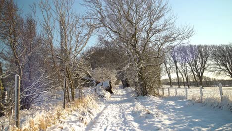 Fußweg-Zwischen-Bäumen,-Die-Mit-Einer-Dicken-Schneeschicht-Bedeckt-Sind,-Mit-Einem-Zaun-An-Der-Seite
