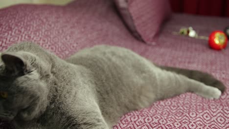 Gray-fluffy-British-shorthair-cat-is-approaching-camera-on-damson-bedcover-in-new-year-concept