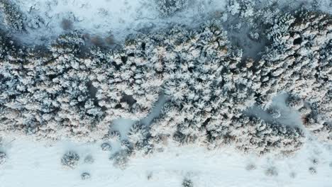 Top-down-aerial-of-pine-treetops-covered-in-white-snow,-Iceland