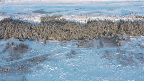 Winter-wonderland-with-pine-trees-with-sunlight-from-sunset,-aerial