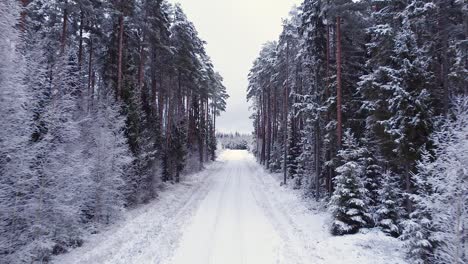 Pine-fir-forest-cycling-road-covered-with-snow-and-frost