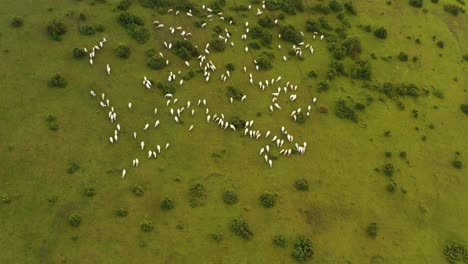 Flock-of-sheep-in-remote-pasture-fields,-agricultural-hillside-scenery,-aerial
