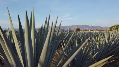 Close-Up-of-Blue-Agave-Cactus-in-Fields-of-Tequila,-Mexico