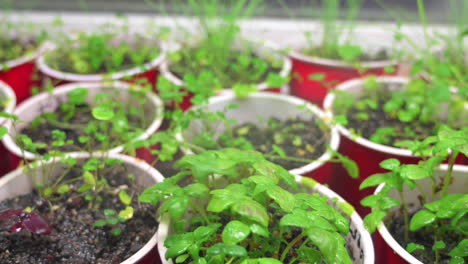 Group-of-young-potted-herbs-being-sprayed-by-a-misting-bottle