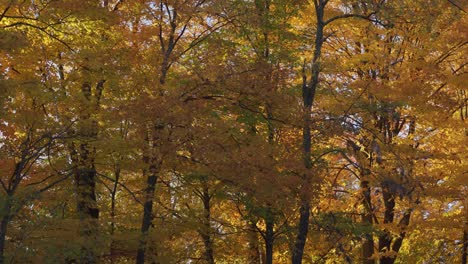 Heller-Bunter-Wald-Im-Herbst,-Baumblätter-Wechseln-Im-Herbst-Die-Farben