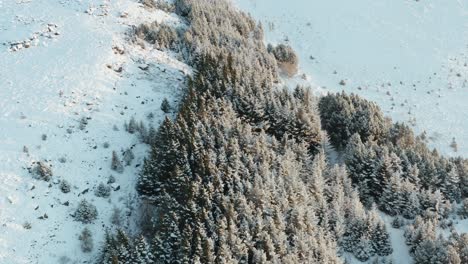Strecke-Von-Pinien,-Die-In-Der-Winterlandschaft-Islands-Mit-Schnee-Bedeckt-Sind