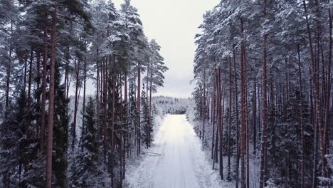 Pine-fir-forest-cycling-road-covered-with-snow-and-frost