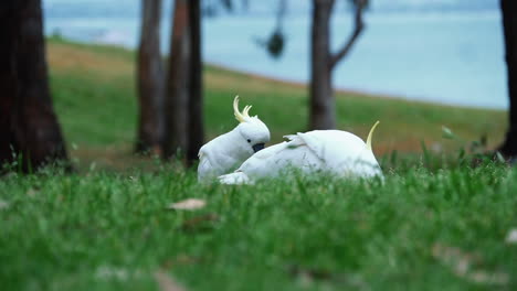 Pair-Of-Yellow-crested-Cockatoo-Foraging-In-Grass-With-Ocean-In-Background