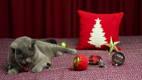 Gray-fluffy-British-shorthair-cat-is-playing-with-new-year-concept-decoraiton