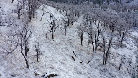 Mule-deer-foraging-for-food-after-a-recent-snowfall-along-a-mountainside---aerial-view