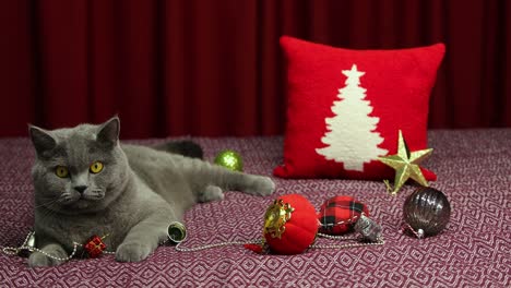 Grey-Fluffy-British-Shorthair-Cat-is-looking-around-on-damson-bedcover-in-new-year-concept