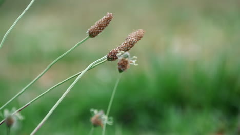 Flower-Buds-Of-Wild-Grasses-Sway-As-Soft-Wind-Blows-In-Kurnell-National-Park,-New-South-Wales,-Australia