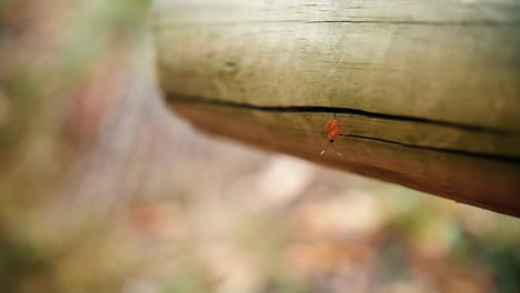 Tiny-Insect-In-Wooden-Post-During-Daytime