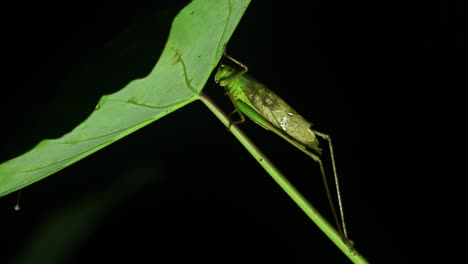 Katydid,-Buschgrille,-Tettigoniidae,-4k-Aufnahmen
