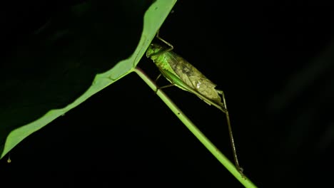 Katydid,-Bush-Cricket,-Tettigoniidae,-4K-Footage