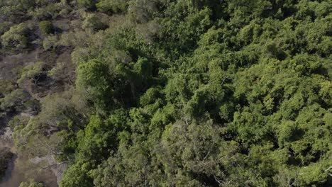 Bosque-Verde-Del-Parque-Nacional-Del-Lago-Azul-En-Queensland,-Australia---Antena