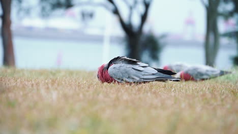 Galah-Cockatoo-Eating-On-Grassy-Field-Of-Kamay-Botany-Bay-National-Park-In-Kurnell,-NSW,-Australia