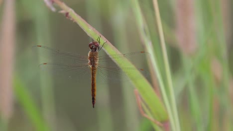 Dragonfly,-Ditch-Jewel,-Brachythemis-contaminata,-4K-Footage