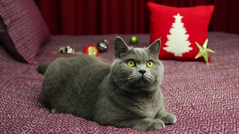 Portrait-Of-A-Gray-Fluffy-British-shorthair-cat-is-looking-around-on-damson-bedcover