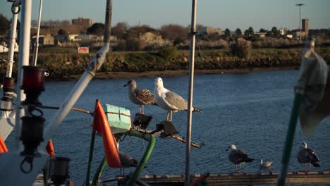 Seagull-on--top-of-the-boat---4K