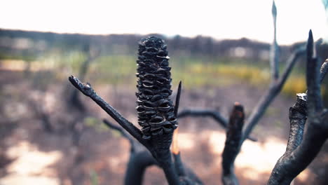 Burnt-Pine-Cone-On-A-Tree-In-The-Forest