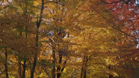 Hojas-De-árboles-Brillantes-Y-Vibrantes-Durante-El-Otoño,-Hojas-De-Otoño-Que-Cambian-De-Color-En-Canadá