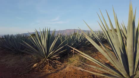 Walking-Past-Blue-Agave-Plants-in-a-Tequila-Field-during-Golden-Hour