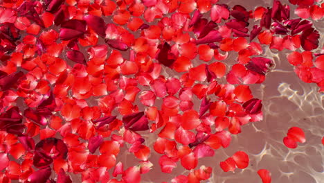 Close-up-of-red-rose-petals-floats-on-water-surface