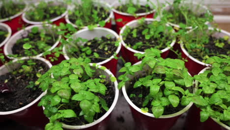 Growing-Perilla-Leaves-Herb-Seedlings-On-Red-Cups-At-Home-Garden