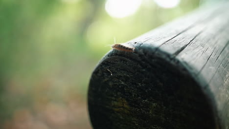 Creepy-Worm-like-Caterpillar-In-A-Wooden-Pillar-At-The-Forest