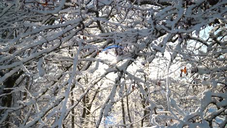 Sun-shining-through-snow-covered-branches-on-a-winters-morning