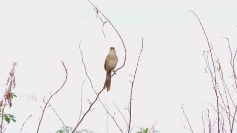 Striated-Grassbird,-Megalurus-palustris,-4K-Footage