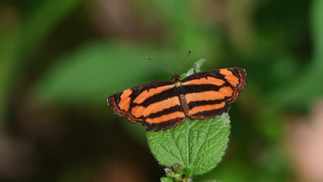 Common-Lascar,-Butterfly,-Pantoporia-hordonia,-Kaeng-Krachan-National-Park,-Thailand