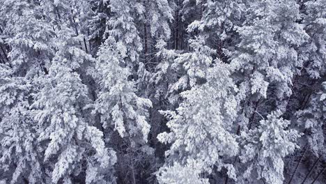 Saisonale-Pinienwälder,-Bedeckt-Mit-Schnee-Und-Frost,-Luftaufnahme,-Bewölkter-Tag